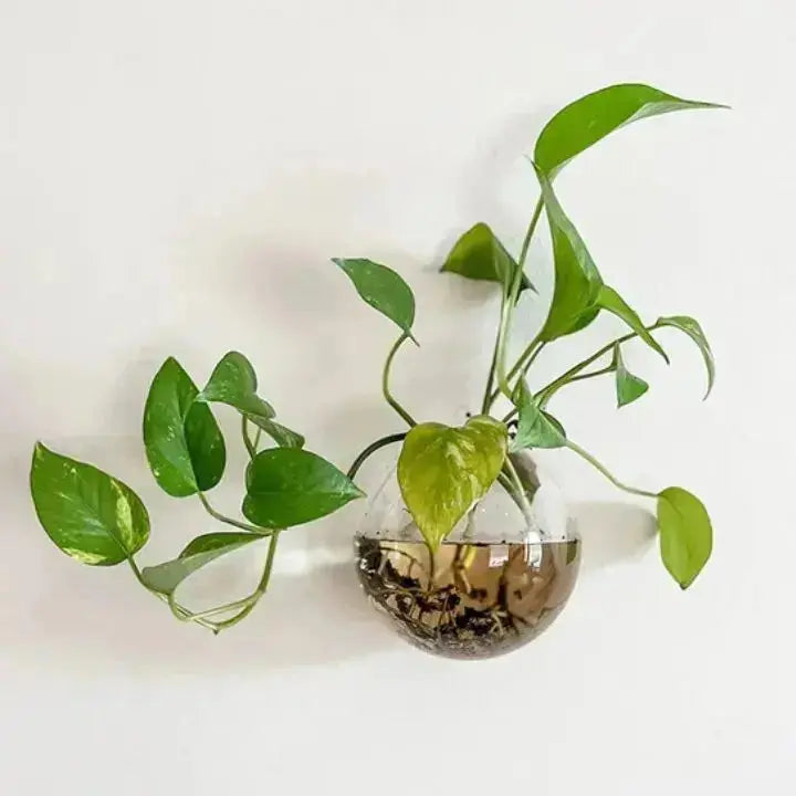 Glas Wandvase Rund 10cm - Hängend für Pflanzen & Blumen
