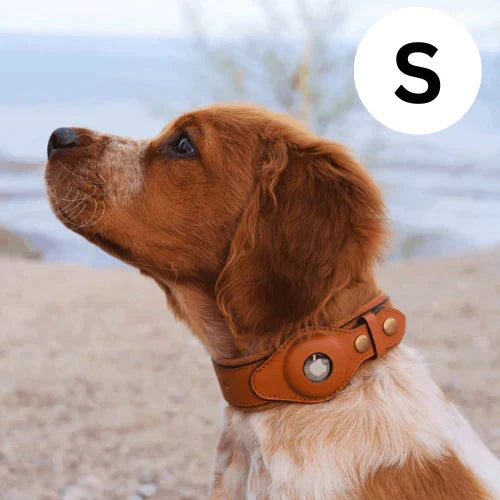 Hundehalsband mit weltweitem Tracking ohne Abo
