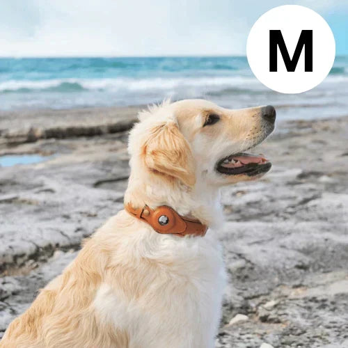 Hundehalsband mit weltweitem Tracking ohne Abo